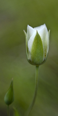 Calochortus