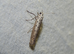 Yponomeuta fumigatus