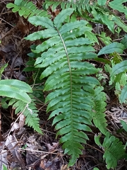 Cranfillia deltoides