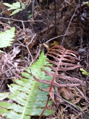 Cranfillia deltoides