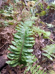 Cranfillia deltoides