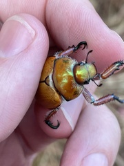 Anoplognathus hirsutus