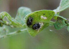 Henosepilachna vigintioctopunctata