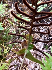 Cranfillia deltoides