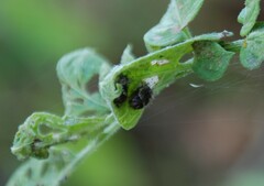 Henosepilachna vigintioctopunctata