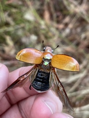 Anoplognathus hirsutus