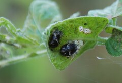 Henosepilachna vigintioctopunctata