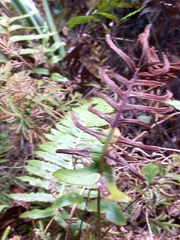 Cranfillia deltoides