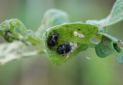 Henosepilachna vigintioctopunctata
