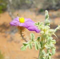Solanum diversiflorum