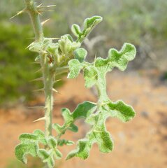 Solanum diversiflorum