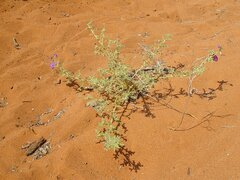 Solanum diversiflorum