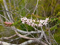 Epacris pulchella