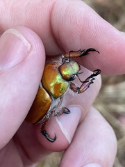 Anoplognathus hirsutus