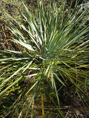 Aciphylla scott-thomsonii