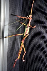 Podacanthus viridiroseus