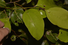 Cryptocarya foveolata