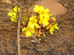 Cochlospermum