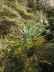 Aciphylla scott-thomsonii