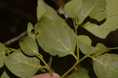 Cryptocarya foveolata