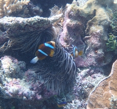 Amphiprion akindynos