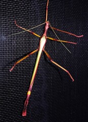 Podacanthus viridiroseus