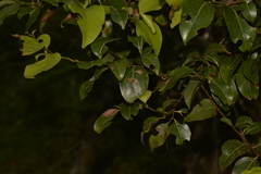 Cryptocarya foveolata