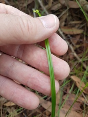 Tricoryne anceps pterocaulon