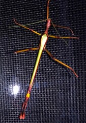 Podacanthus viridiroseus