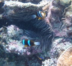 Amphiprion akindynos
