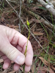 Tricoryne anceps pterocaulon