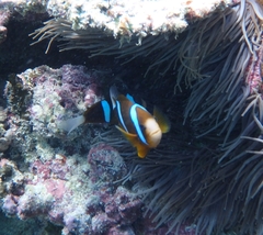 Amphiprion akindynos