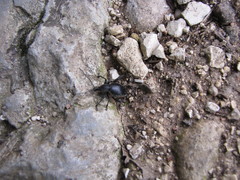 Otiorhynchus vehemens