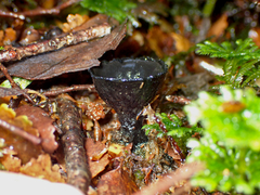 Plectania rhytidia