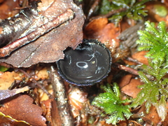 Plectania rhytidia