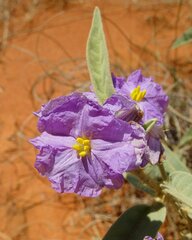 Solanum dioicum