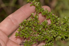 Coprosma quadrifida