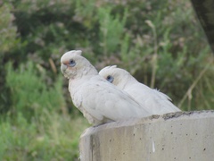 Cacatua