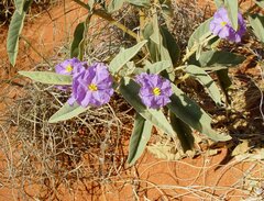 Solanum dioicum