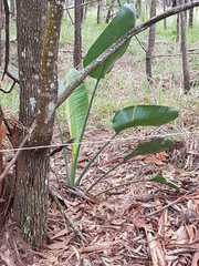 Strelitzia