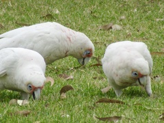 Cacatua