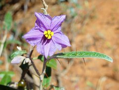 Solanum dioicum