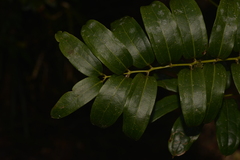 Ripogonum discolor