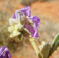 Solanum dioicum