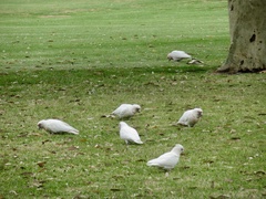Cacatua