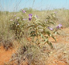 Solanum dioicum