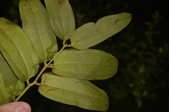 Ripogonum discolor