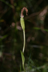 Pterostylis falcata