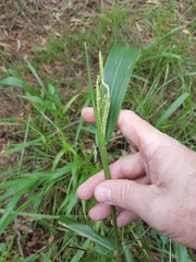 Paspalum mandiocanum