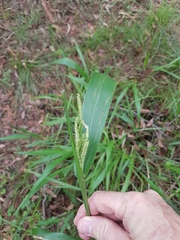 Paspalum mandiocanum